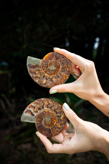Ammonite Pair